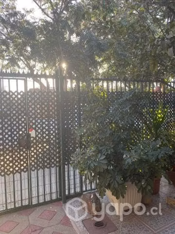 Schefflera - Imagen 2