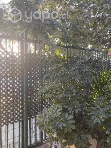 Schefflera - Imagen 3