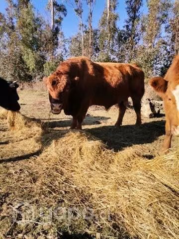 Semental angus fino