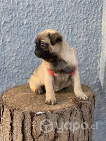 Hermosa PUG Inscrita en Kennel Club
