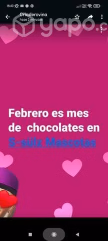 Cachorro salchicha chocolate