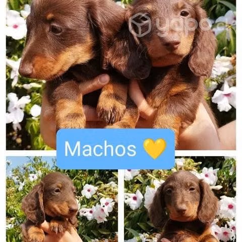 Cachorro salchicha chocolate - Imagen 3