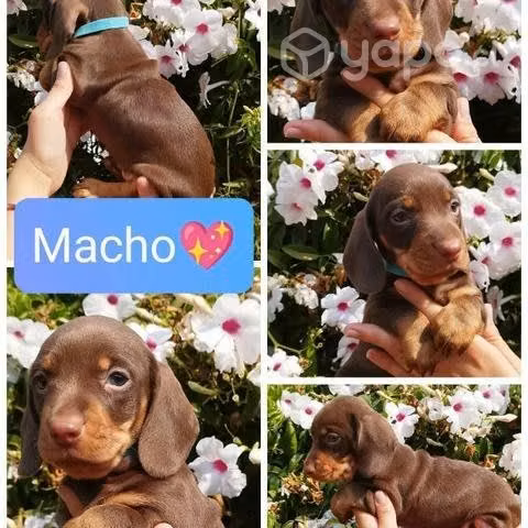Cachorro salchicha chocolate - Imagen 2