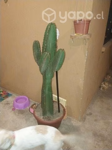 Cactus
