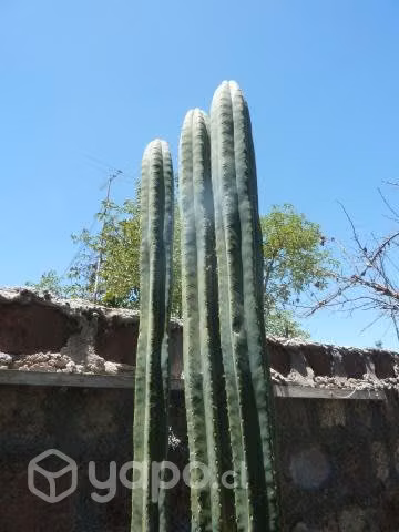 Cactus columnar