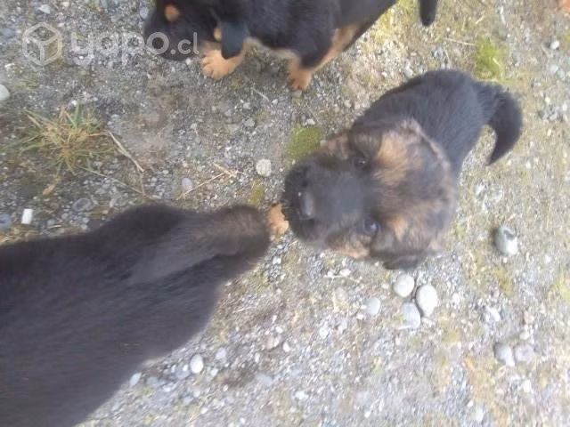Se regalan perritos mezcla de pastor alemán
