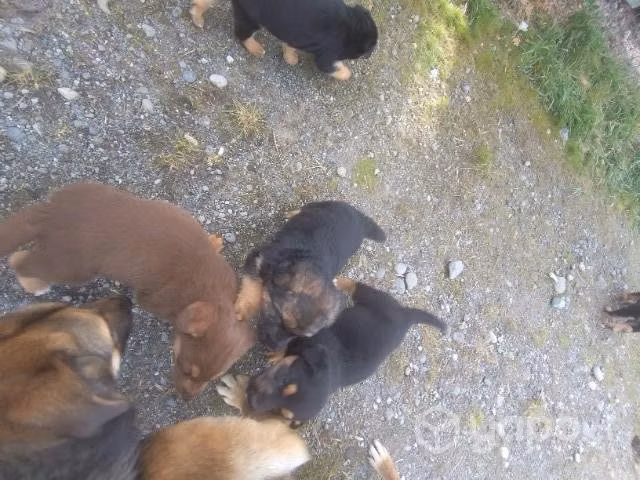 Se regalan perritos mezcla de pastor alemán