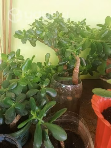 Planta del Dinero Jade,