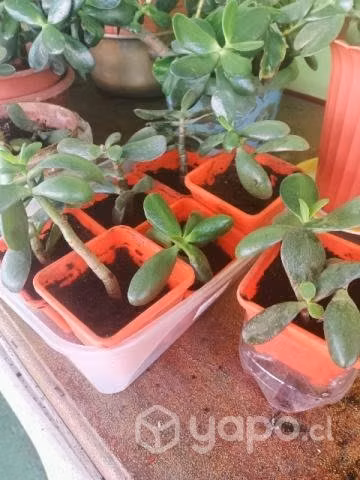 Planta del Dinero Jade, - Imagen 4