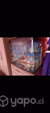 Pecera 82ltr