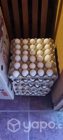 huevos de 3 era