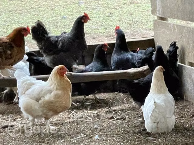 Gallinas Criollas