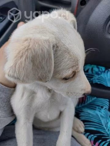 En adopción perrita de 2 a 3 meses aprox es un amo