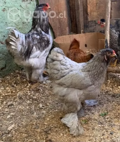 Trío de brahmas azules