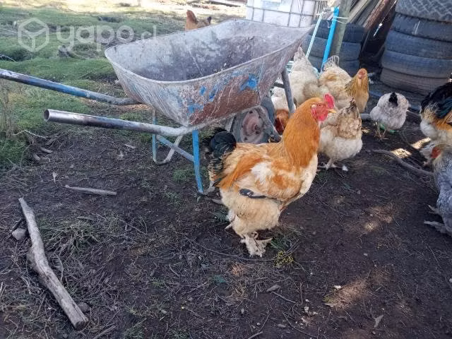 Pollos Brahma - Imagen 2