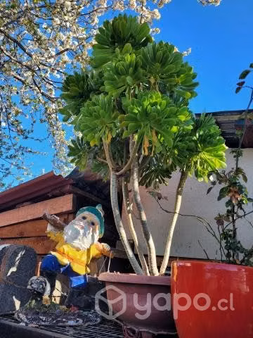 plantas