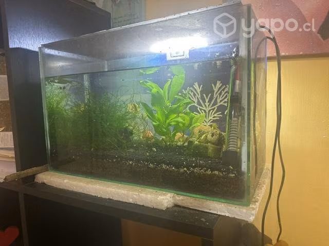 Acuario 40x25x20
