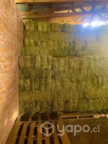 Fardos de alfalfa en galpón 2 corte