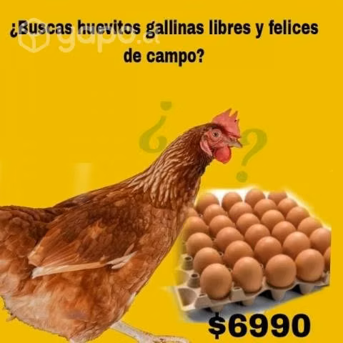 Huevos gallinas libres