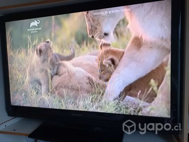 Televisor Sharp