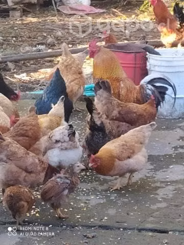 Gallinas y pollos de campo