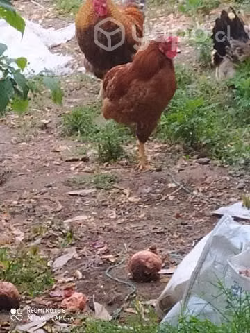 Gallinas y pollos de campo