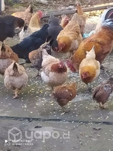 Gallinas y pollos de campo