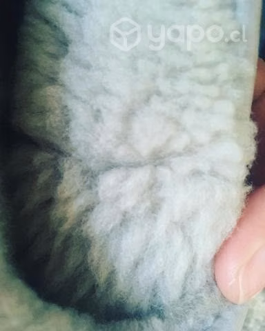 Botas UGG lentejuelas silver 38-39 - Imagen 5