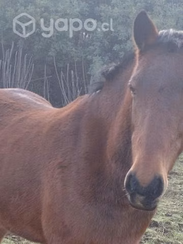 Yegua joven 4años - Imagen 2