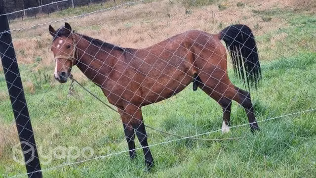 caballo