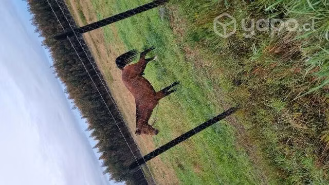 caballo