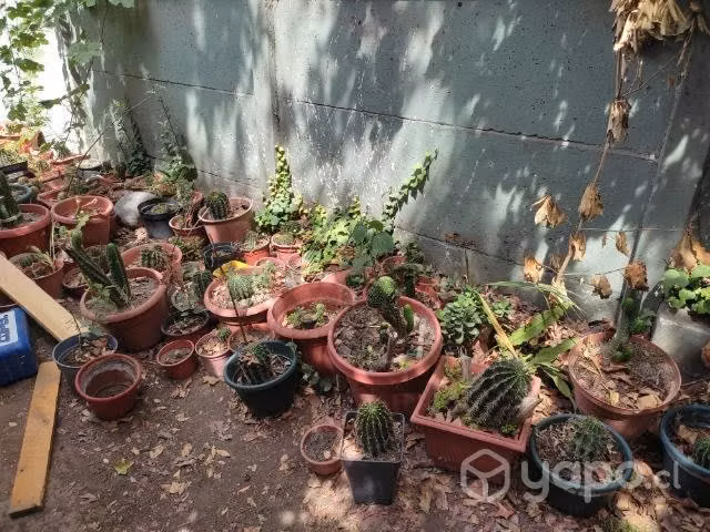 Cactus - Imagen 2