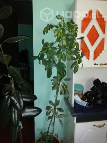 plantas de diferentes variedades