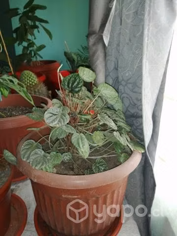 plantas de diferentes variedades