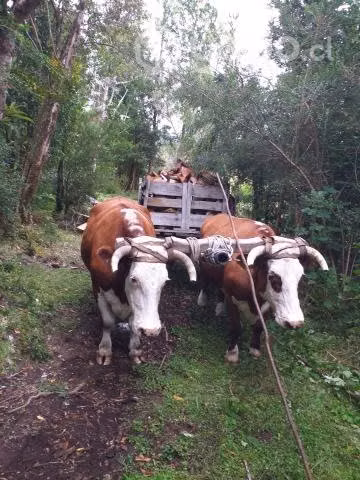 Animales