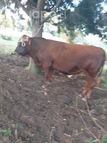 Animales