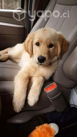 Busco Cachorra golden retriever