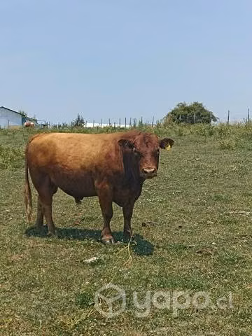 Toro Angus rojo