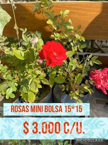 Variedad de plantas - Imagen 2