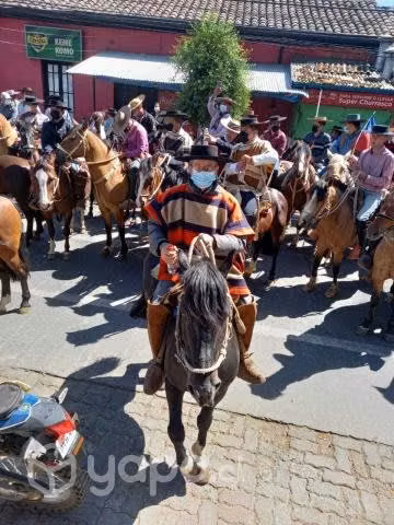 Potro Estallazo nieto de Estribillo