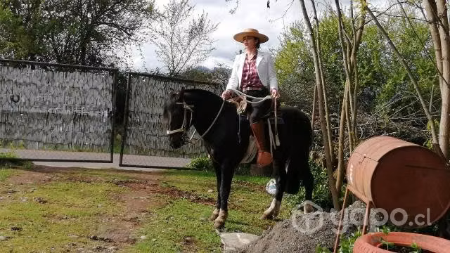 Potro Estallazo nieto de Estribillo