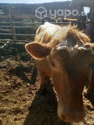 Toro angus 1año 8 meses