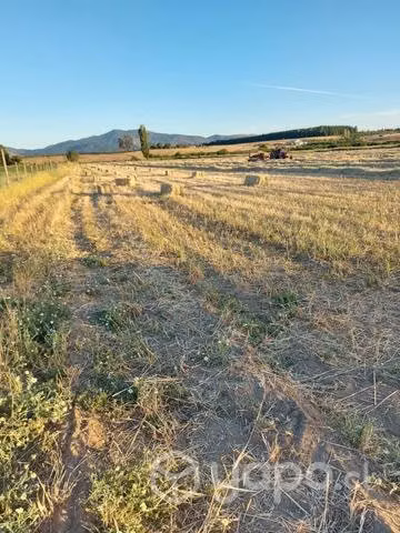 fardos de avena