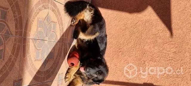 Pastor Alemán en Adopción