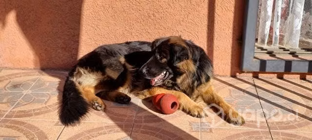 Pastor Alemán en Adopción