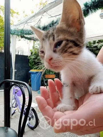 Regalo gatitos