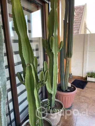 Cactus