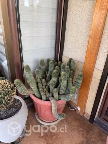 Cactus - Imagen 2