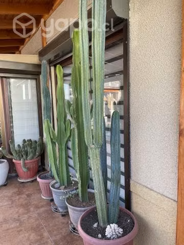 Cactus - Imagen 3