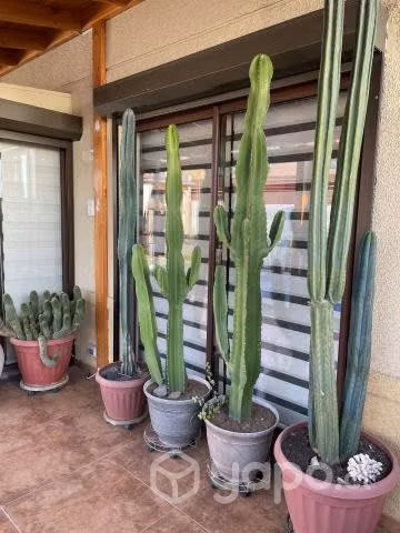 Cactus - Imagen 4